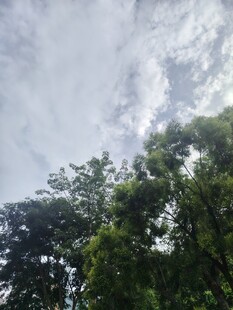 林间树梢望天空