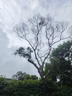 枯树立于葱郁植被间