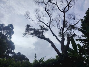 枯树立于葱郁植被间