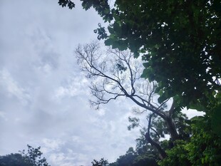 林间枯树与繁茂绿叶
