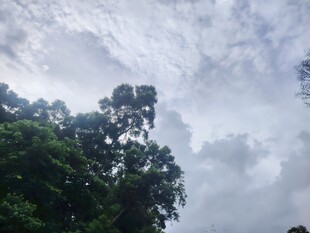 云雾缭绕的茂密树林