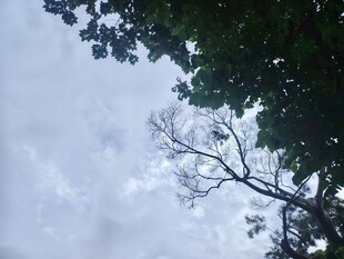 树梢之上的天空景象