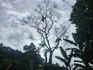 枯树挺立在繁茂树林间