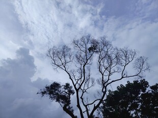 天空下的孤树