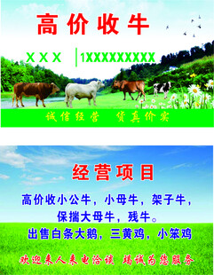 高价收牛业务宣传海报