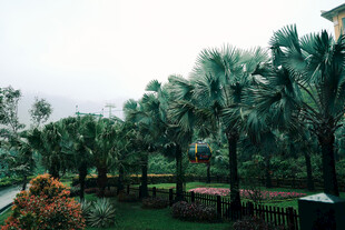 热带风情园林景观