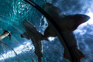 水族馆中遨游的鲨鱼