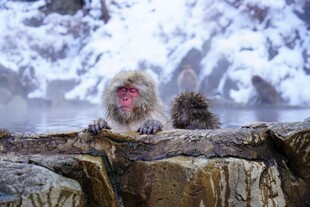 温泉中的可爱日本雪猴