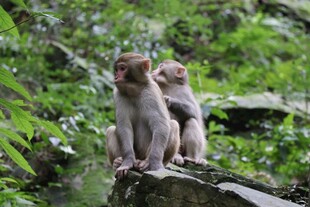 两只小猴坐于林间石头上