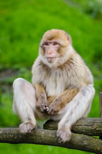 猴子静坐于树枝上