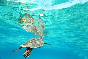 海龟在蓝色海洋中优雅游动