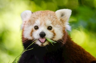 可爱小熊猫张嘴露萌态