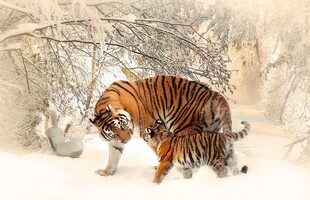 雪地中独行的斑斓猛虎