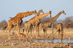 草原上的长颈鹿与羚羊