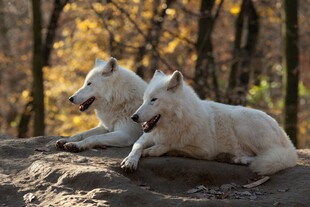 秋日双白犬休憩于林间