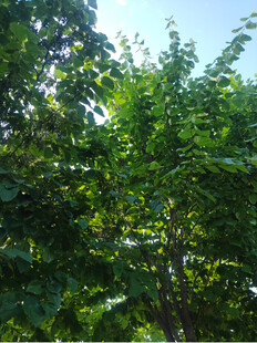 夏日绿树