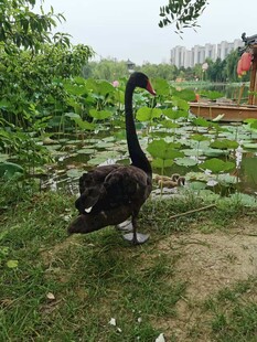 黑天鹅