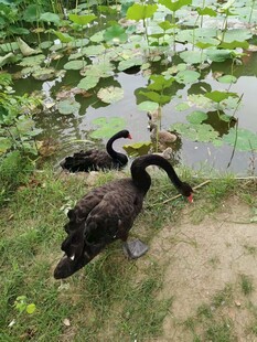 黑天鹅