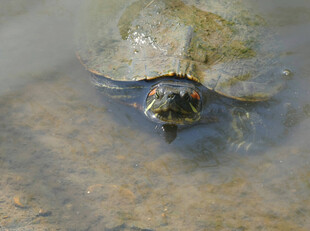水中的红耳龟