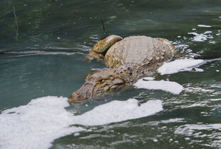 鳄鱼水中捕食猎物
