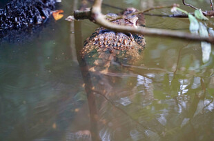 水中鳄鱼藏身于绿植间