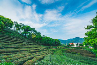 山间梯田茶园美景