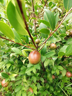 油茶籽