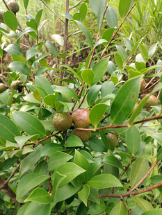 山茶籽