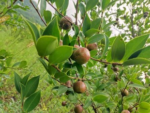 油茶籽