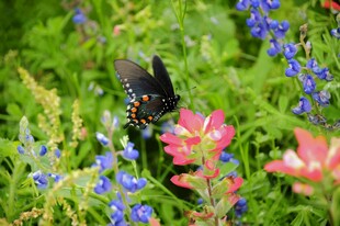 蝶舞花丛间