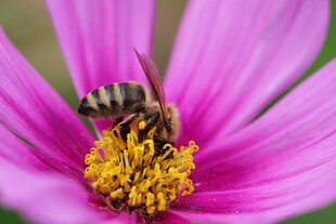 蜜蜂采蜜于娇艳粉花中