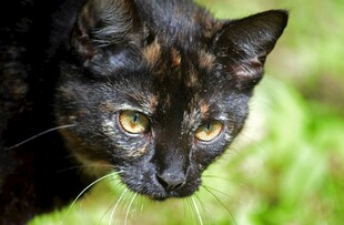 黑猫凝视绿意