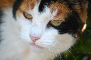 三色猫近景特写