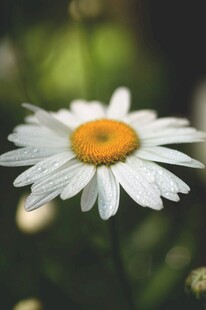 清新雏菊
