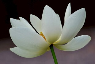 洁白素雅的绽放莲花