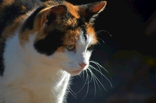 三色猫侧颜特写