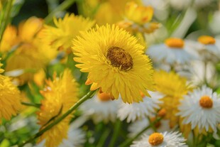 金黄雏菊绽放于花丛中