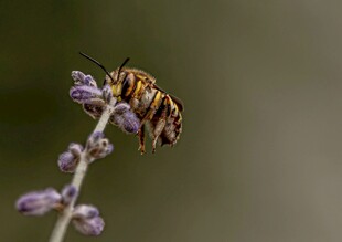 蜜蜂停驻于紫色花茎上