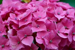 娇艳粉色绣球花特写