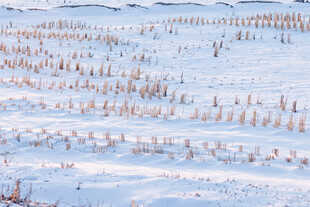 雪覆农田景象