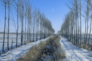 冬日雪覆林间小路