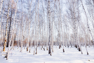 冬日白桦林雪景