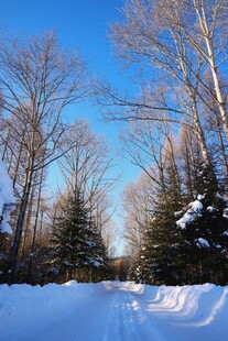 冬日雪林美景