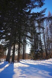 冬日雪林美景