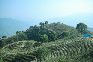 山间梯田茶园风光
