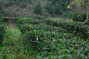 翠绿茶园风光