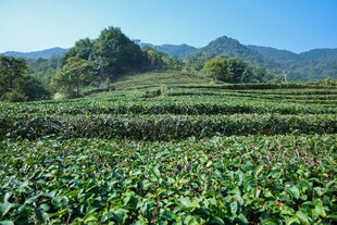 山间茶园绿意盎然