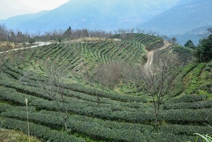 层层叠叠的美丽山间茶园
