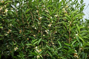 绿叶白花繁茂的植物景观