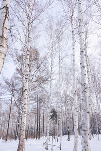 冬日雪覆树林美景